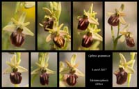 Ophrys-grammica