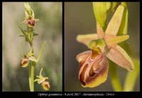 Ophrys-grammica2