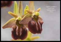 Ophrys-grammica3
