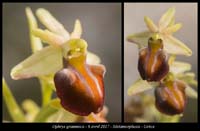 Ophrys-grammica4