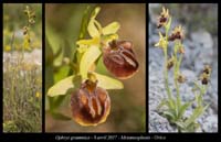 Ophrys-grammica5