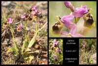 Ophrys-leochroma