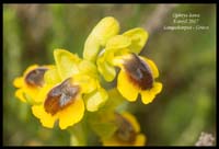 Ophrys-lutea