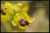 Ophrys-melena