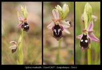 Ophrys-reinholdii