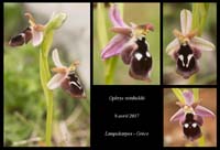 Ophrys-reinholdii2