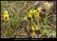 Ophrys-sicula