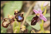 Ophrys-speculum-&-ferrum-equinum