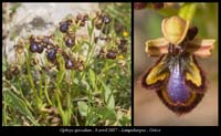 Ophrys-speculum