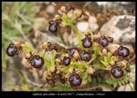 Ophrys-speculum2
