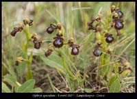 Ophrys-speculum3