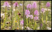 Orchis-italica