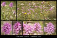 Orchis-italica2