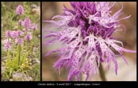 Orchis-italica3