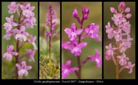Orchis-quadripunctata
