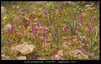 Orchis-quadripunctata2