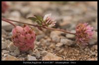 Trifolium-fragiferum