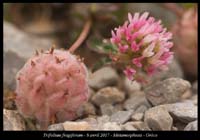 Trifolium-fragiferum2