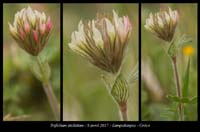 Trifolium-stellatum