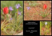 Tulipa-goulimyi-&-Moraea-sisyrinchium