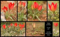Tulipa-goulimyi