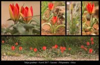 Tulipa-goulimyi3