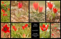 Tulipa-goulimyi4