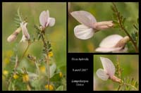 Vicia-hybrida