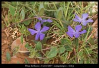 Vinca-herbacea