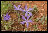 Vinca-herbacea2