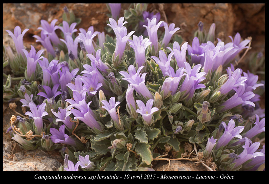 Campanula-andrewsii-ssp-hirsutula