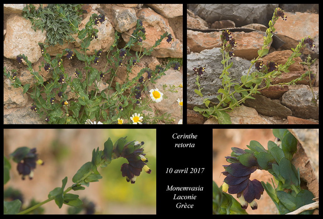 Cerinthe-retorta