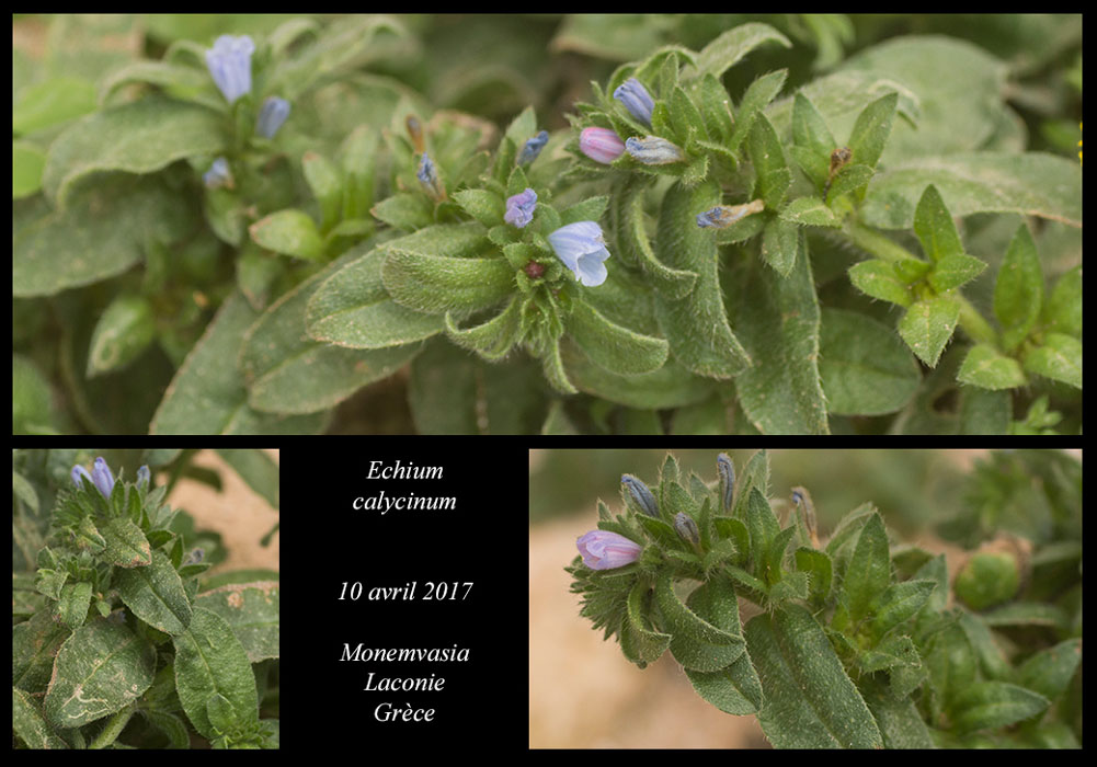 Echium-calycinum