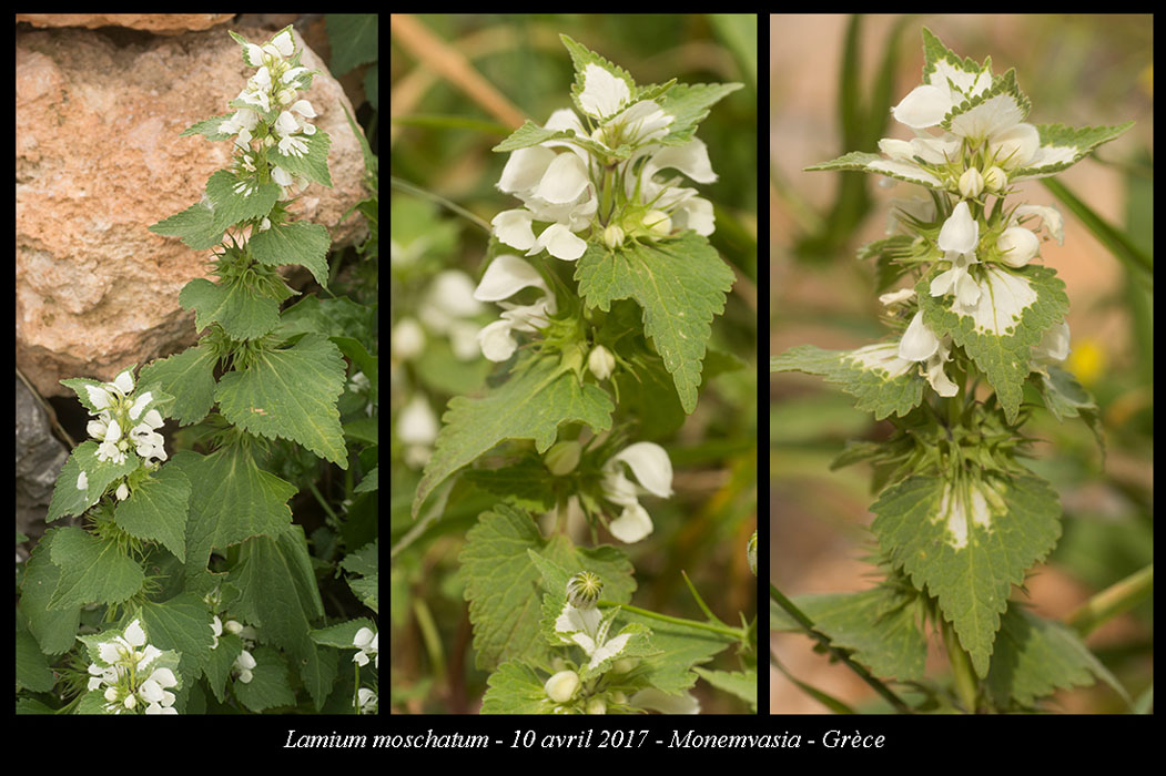 Lamium-moschatum