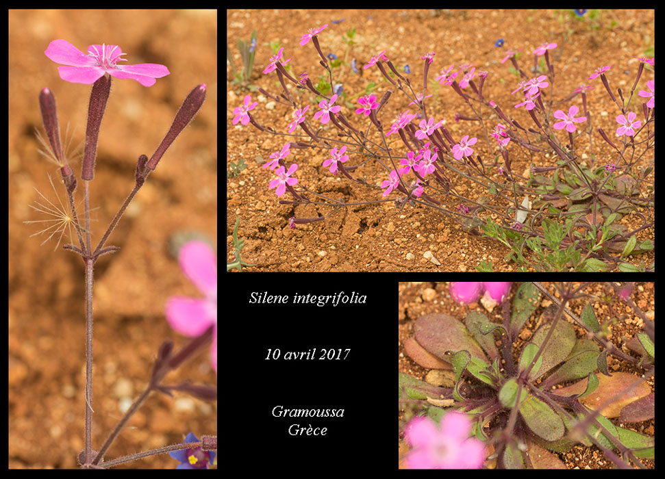 Silene-integrifolia