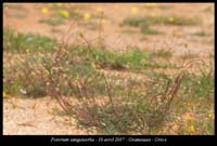 Poterium-sanguisorba