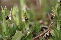 Ophrys splendida Rocher de Roquebrune 070410 (72)