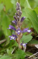 Orobanche lavandulacea Rocher de Roquebrune 070410 (17)