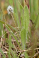 Plantago lagopus Rocher de Roquebrune 070410 (45)