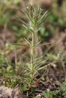 Plantago scabra Rocher de Roquebrune 070410 (12)