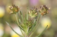 Plantago scabra Rocher de Roquebrune 070410 (14)