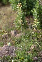 Synapis Rocher de Roquebrune 070410 (6)
