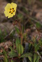 Tuberaria guttata Rocher de Roquebrune 070410 (7)