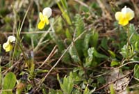 Viola rocabrunensis Rocher de Roquebrune 070410 (1)