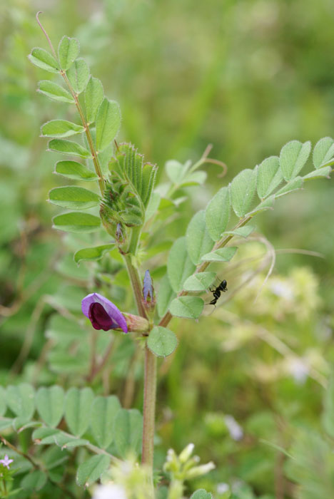 Vicia sativa Pierrefeu 080410 (61)
