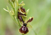 Ophrys exaltata ssp arachnitiformis à pétales labellisés Pierrefeu 080410 (41)