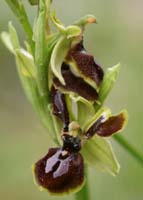 Ophrys exaltata ssp arachnitiformis à pétales labellisés Pierrefeu 080410 (42)