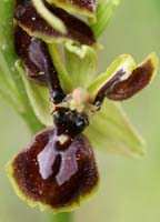 Ophrys exaltata ssp arachnitiformis à pétales labellisés Pierrefeu 080410 (43)