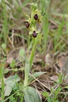 Ophrys litigiosa Pierrefeu 080410 (66)