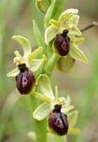 Ophrys litigiosa Pierrefeu 080410 (67)